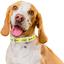 Ошейник для собак Waudog Design Смелость, кожаный, с QR паспортом, М, 30-39х2 см, белый - миниатюра 4