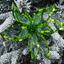 Квітка пуансетії Yes! Fun Розкіш 23х23 см напівпрозора зелена (750302) - мініатюра 3