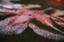 Килимок IzziHome Cooky, 125х50 см, чорний з рожевим (260346501) - мініатюра 3