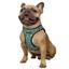 Шлея для собак Bronzedog Sport Vest Лимоны XXXS 13х11х3 см голубая - миниатюра 3