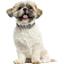 Ошейник для собак BronzeDog Barksi Classic Волна кожаный одинарный с серебряным тиснением 33-43х2 см черный - миниатюра 5