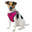 Шлея для собак дрібних порід Bronzedog Sport M 22х20х2 см рожева - мініатюра 5