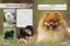 Фотоэнциклопедия Кристал Бук Мир вокруг нас Собаки (F00021089) - миниатюра 3