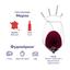 Вино Chateau du Mass Bordeaux rouge 13,5%, 0,75 л (553320) - миниатюра 6