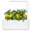 Сменный картридж Click & Grow Smart Garden Желтый сладкий перец, 3 капсулы (8950) - миниатюра 5