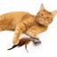 Игрушка для кошек Barksi Воробей с колокольчиком и перьями 9х7 см - миниатюра 5