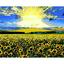 Картина за номерами ZiBi Art Line Соняшникове поле 40х50 см (ZB.64103) - мініатюра 1