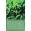 Сыворотка для лица FarmStay All-In-One 76 Green Tea Seed Ampoule с зеленым чаем 250 мл - миниатюра 3
