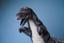 Мягкая игрушка на руку Hansa Puppet Альбертозавр, 32 см (7757) - миниатюра 7