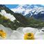 Картина по номерам ArtCraft Альпийские маки 40x50 см (10564-AC) - миниатюра 1