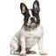 Ошейник для собак BronzeDog Barksi Classic Море кожаный одинарный с золотым тиснением M 28-36х1.7 см фиолетовый - миниатюра 4