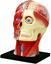 Объемная модель 4D Master Голова человека, 14 элементов (FM-626103) - миниатюра 1