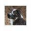 Намордник Trixie для собак №1, 14 см чорний (17601) - мініатюра 3
