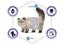 Сухий корм виведення шерсті у стерилізованих котів Advance Cat Sterilized Hairball, з індичкою, 1,5 кг - мініатюра 6