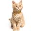 Ошейник для кошек BronzeDog Barksi Classic Море кожаный одинарный с золотым тиснением 2XS 18-25х1 см горчичный - миниатюра 4