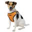 Шлея для собак дрібних порід Bronzedog Sport S 16х14х2 см помаранчева - мініатюра 5