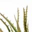 Горщик зі штучною рослиною МВМ My Home, 22 см, бежевий (DH-FLOWERS-13 GREEN/BEIGE) - мініатюра 2