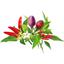 Сменный картридж Click & Grow Smart Garden Перец Чили, 3 капсулы (7311) - миниатюра 3