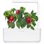 Сменный картридж Click & Grow Smart Garden Красный сладкий перец, 3 капсулы (9278) - миниатюра 4