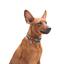 Нашийник для собак Waudog Nylon з QR-паспортом, Мілітарі, пластиковий фастекс, L, 33-49х2,5 см - мініатюра 3