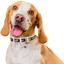 Нашийник для собак Waudog Design Дім, шкіряний, з QR паспортом, S, 27-36х1, 5 см, білий - мініатюра 4