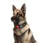 Нашийник для собак Waudog Nylon з QR паспортом, Дім, пластиковий фастекс, XXL, 46-70х3,5 см - мініатюра 3