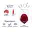 Вино Peter Lehmann Layers, красное, сухое, 14,5%, 0,75 л (790909) - миниатюра 2