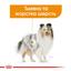Сухий корм для собак малих порід з тьмяною та сухою шерстю Royal Canin Mini Coat Care, 3 кг (1220030) - мініатюра 2
