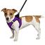 Шлея для собак Bronzedog Sport Vest S 20х16х3 см фиолетовая - миниатюра 2