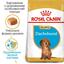 Сухий корм для цуценят породи Такса Royal Canin Dachshund Puppy, 1,5 кг (24370151) - мініатюра 4