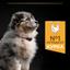 Сухий корм для цуценят та молодих собак середніх порід Purina Pro Plan Puppy Medium, з куркою, 3 кг (12279403) - мініатюра 7