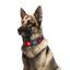 Ошейник для собак Waudog Nylon с QR паспортом, Графити, пластиковый фастекс, XXL, 46-70х3,5 см - миниатюра 3