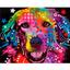 Алмазна мозаїка Santi Райдужний собака, 40х50 см (954173) - мініатюра 1
