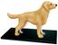 Об'ємна модель 4D Master Собака золотистий ретрівер, 30 елементів (FM-622007) - мініатюра 1