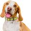 Ошейник для собак Waudog Design Смелость, кожаный, с QR паспортом, ХXS, 19-25х1,2 см, черный - миниатюра 4