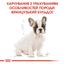 Сухий корм для цуценят породи Французький Бульдог Royal Canin French Bulldog Puppy, 10 кг (3990100) - мініатюра 2