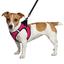 Шлея для собак Bronzedog Sport Vest XXXS 13х11х3 см рожева - мініатюра 2