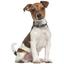 Нашийник для собак BronzeDog Barksi Classic Море шкіряний одинарний зі срібним тисненням 23-30х1.2 см чорний - мініатюра 6