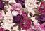 Пазли тришарові Interdruk Flowers 1, 500 елементів - мініатюра 3