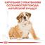 Сухой корм для щенков породы Бульдог Royal Canin Bulldog Puppy, 12 кг (39671201) - миниатюра 2