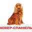 Набор карточек Вундеркинд с пеленок Породы собак, ламинированный, 20 карточек, укр. язык - миниатюра 1