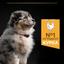 Сухий корм для цуценят та молодих собак середніх порід Purina Pro Plan Puppy Medium, з куркою, 12 кг (12375807) - мініатюра 6