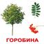 Набір карток Вундеркінд з пелюшок Дерева, 20 карток, ламінований, укр. мова - мініатюра 2