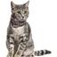 Нашийник для котів BronzeDog Barksi Classic Море шкіряний одинарний з срібним тисненням 2XS 18-25х1 см рожевий - мініатюра 4