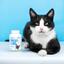 Вітаміни для котів ProVET Profiline Таурін комплекс 180 таблеток - мініатюра 5