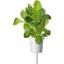 Сменный картридж Click & Grow Smart Garden Салат Ромен, 3 капсулы (8820) - миниатюра 1