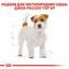 Сухий корм для дорослих собак породи Джек Рассел Тер'єр Royal Canin Jack Russell Adult, 0,5 кг (21000059) - мініатюра 2