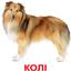 Набір карток Вундеркінд з пелюшок Породи собак, 20 карток, укр. мова (2100064095764) - мініатюра 2