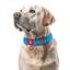 Нашийник для собак водостійкий Waudog Waterproof з QR паспортом, пластиковий фастекс, XXL, 46-70х4 см, блакитний - мініатюра 4