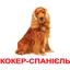 Набір карток Вундеркінд з пелюшок Породи собак, ламінований, 20 карток, укр. мова - мініатюра 1